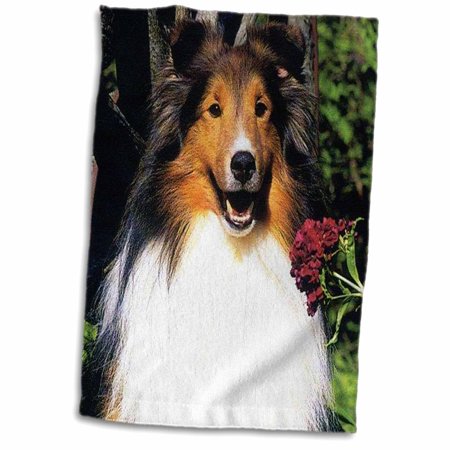 3dRose Shetland Sheepdog - Towel  15 by 22-inch (twl_639_1)