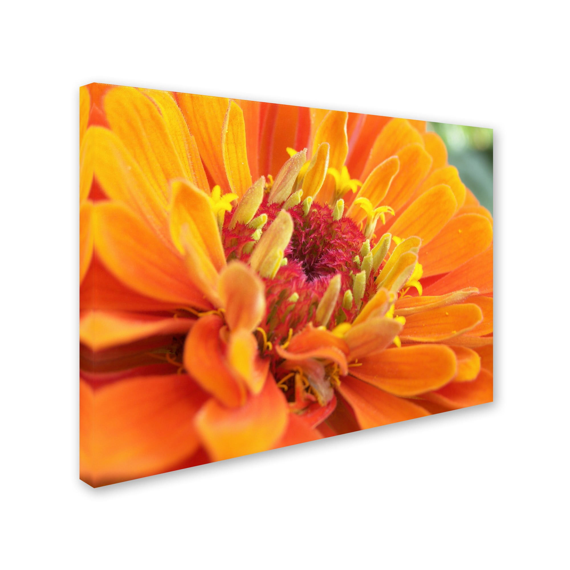 Trademark Fine Art "Balanced Beauty" Canvas Art by Monica Fleet