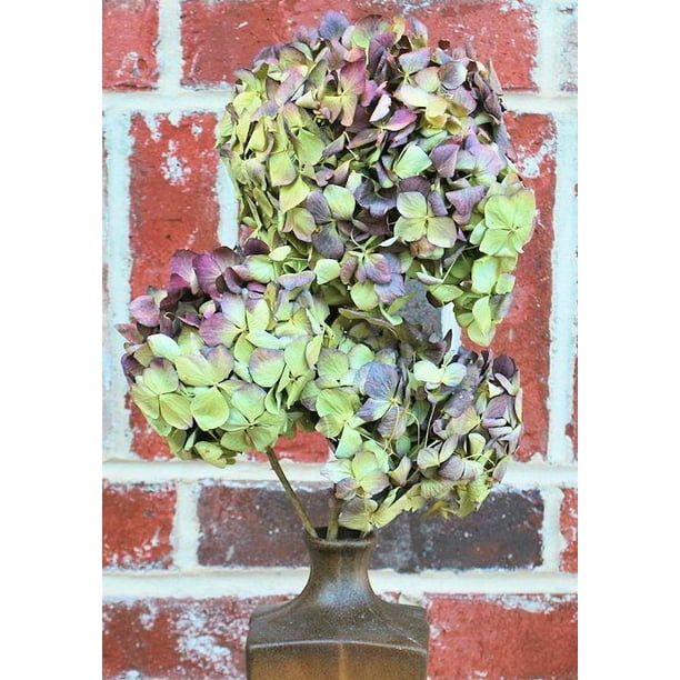 Dried Hydrangea Flower Bunch Burgundy 46in. heads, 35 stems per bunch, Hydrangea Stem Length