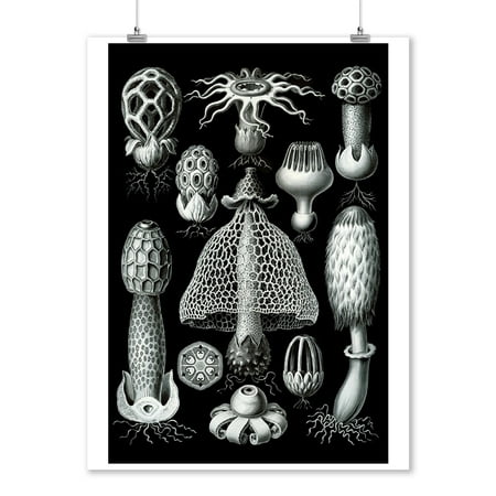 Art Forms of Nature - Basimycetes (Stinkhorn Mushrooms) - Ernst Haeckel Artwork (9x12 Art Print, Wall Decor Travel (Best Form Of Art)