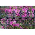 thumbnail image 2 of Jones, Adam 14x11 White Modern Wood Framed Museum Art Print Titled - Iron fence and azaleas in full bloom-Bonaventure Cemetery-Savannah-Georgia, 2 of 4
