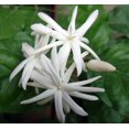 thumbnail image 3 of Arabian Tea Jasmine Plant - Belle of India - Sambac - 2.5" Pot, 3 of 3
