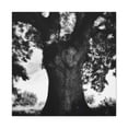 thumbnail image 1 of Oak Tree Splendor Dawn - Canvas, 1 of 10