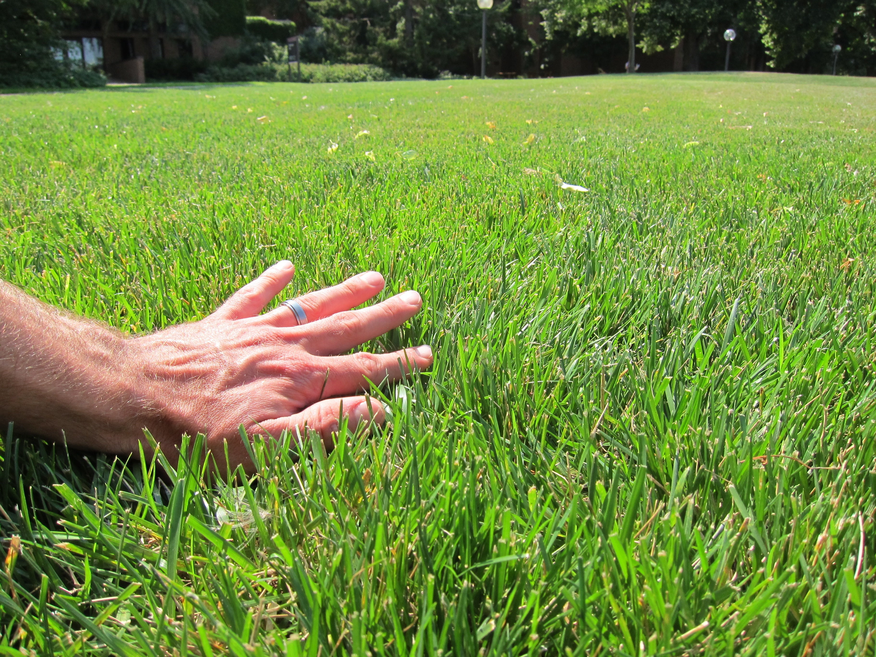 Hale Habitat & Seed Tough Lawn Seed Mix, Traffic Tolerant, Durable & Persistent, 1000 Square Feet
