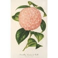 thumbnail image 3 of Charles Antoine Lemaire 17x24 Black Modern Framed Museum Art Print Titled - Camellia Comte De Toll (1854-1896), 3 of 5
