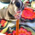thumbnail image 2 of Honey Sticks - Original Flavor - 8 Sticks Total - All-Natural Treat for Sugar Gliders, Marmosets, Parrots, Canaries, Finches, 2 of 7