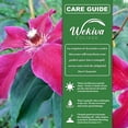 thumbnail image 2 of Clematis Huvi - Live Starter Plant in a 2 Inch Growers Pot - Starter Plants Ready for The Garden - Beautiful Scarlet Flowering Vine, 2 of 7