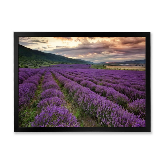 Designart 'Lavender Field At Sunrise I' Farmhouse Framed Art Print