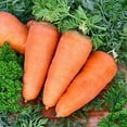 thumbnail image 3 of GSDWIUEW Sweet Carrot Carotel Red Heirloom Vegetable for Planting, 3 of 8