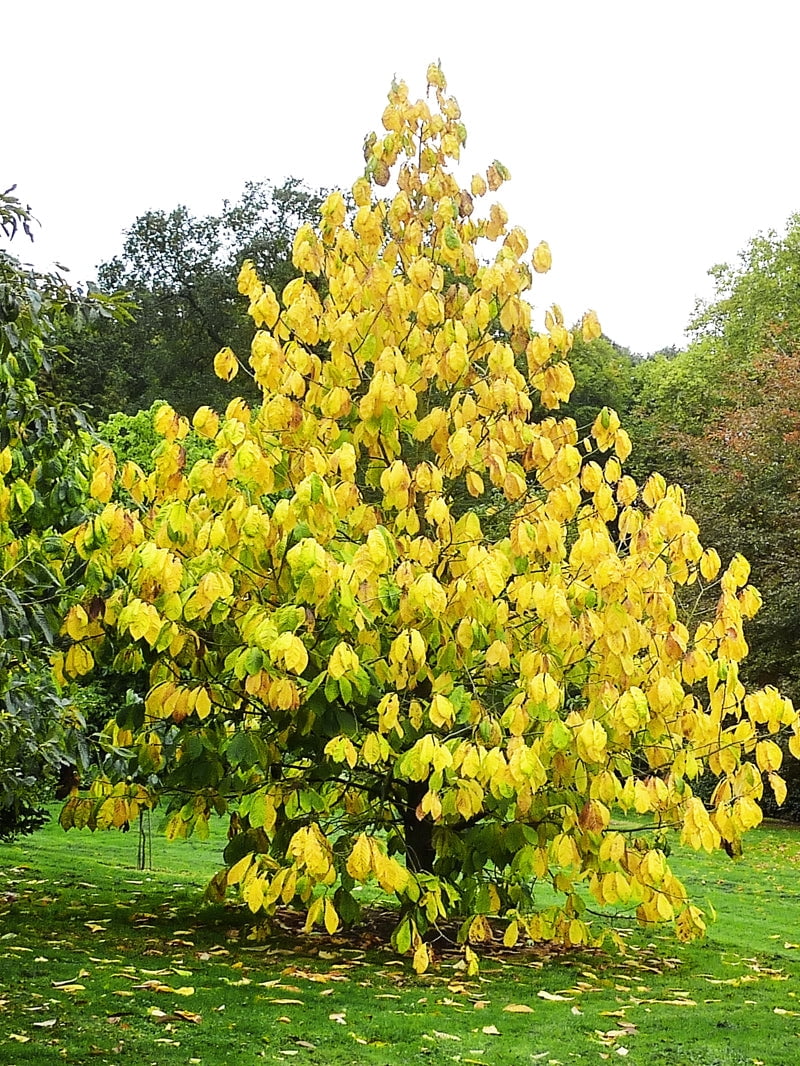 Expert Gardener 1-1.5 ft tall Paw Paw Live Tree in 1-Gallon Grower Pot