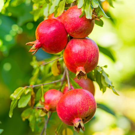 Pomegranate Plant Live, Red Pomegranate Fruit Tree, Well Rooted Starter Plant 6 to 10 Inches Tall