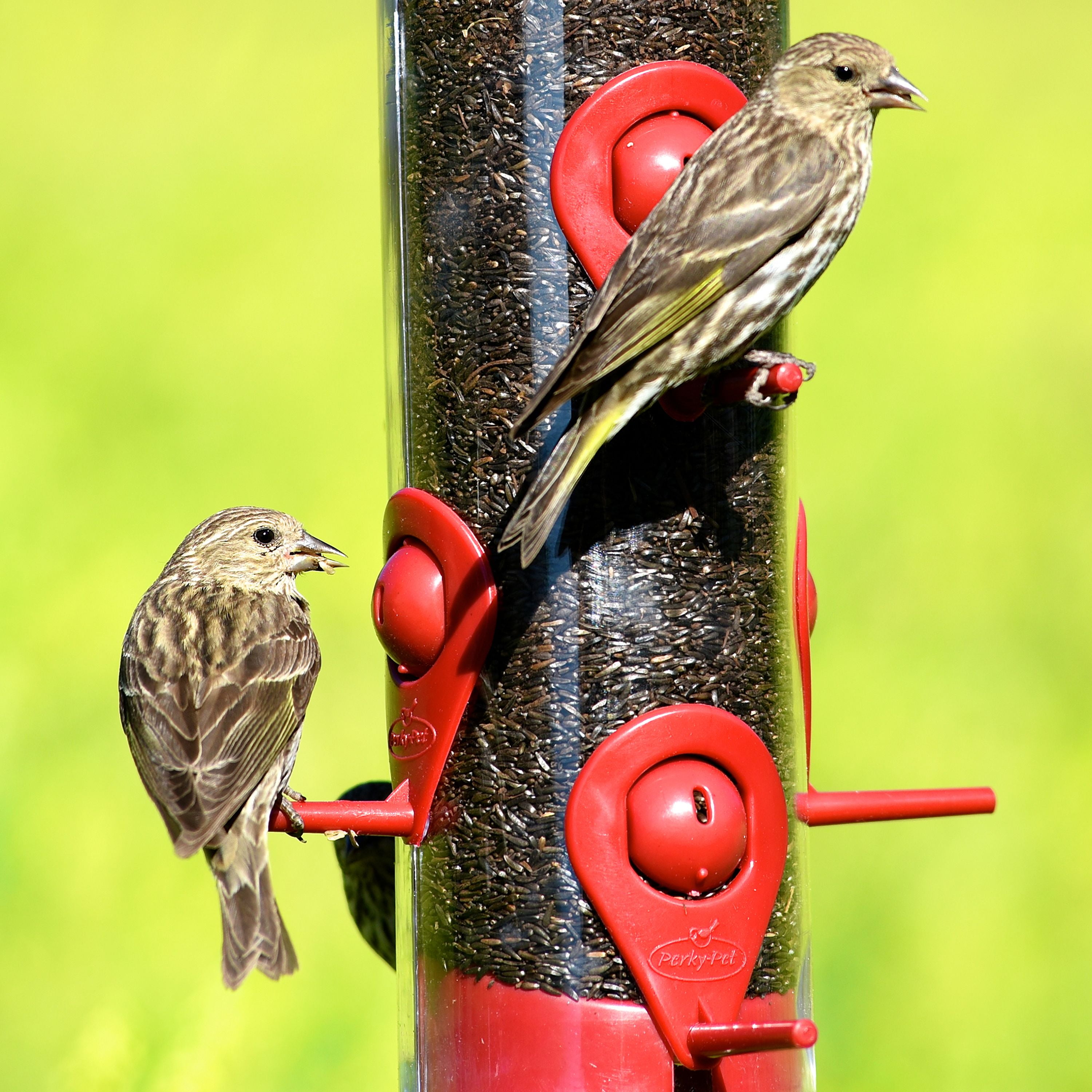 Buy PerkyPet Red 2in1 Wild Bird Tube Seed Feeder 1.8 lb Capacity