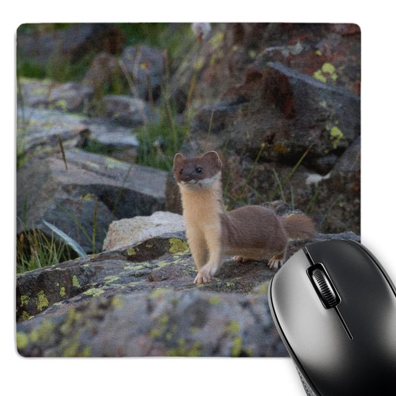 3dRose, Usa, Colorado, American Basin, Weasel hunting among the rocky fields., MousePad