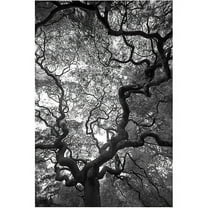 Trademark Art "Speaking" Canvas Art by CATeyes