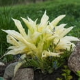 thumbnail image 3 of White Feather Trimmed Hosta - 3 Bare Roots - Hardy and Shade Tolerant Plants Great for any Landscape, 3 of 5