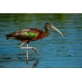 thumbnail image 2 of Friel, Bernard 14x11 White Modern Wood Framed Museum Art Print Titled - USA-Florida-Sarasota-Myakka River State Park-Glossy Ibis, 2 of 4