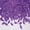 Purple, variant on PMU Graduation Confetti Graduate Caps Metallic Purple 0.5 oz. Table Decorations Great for Graduation Party (1/Pkg) Pkg/1