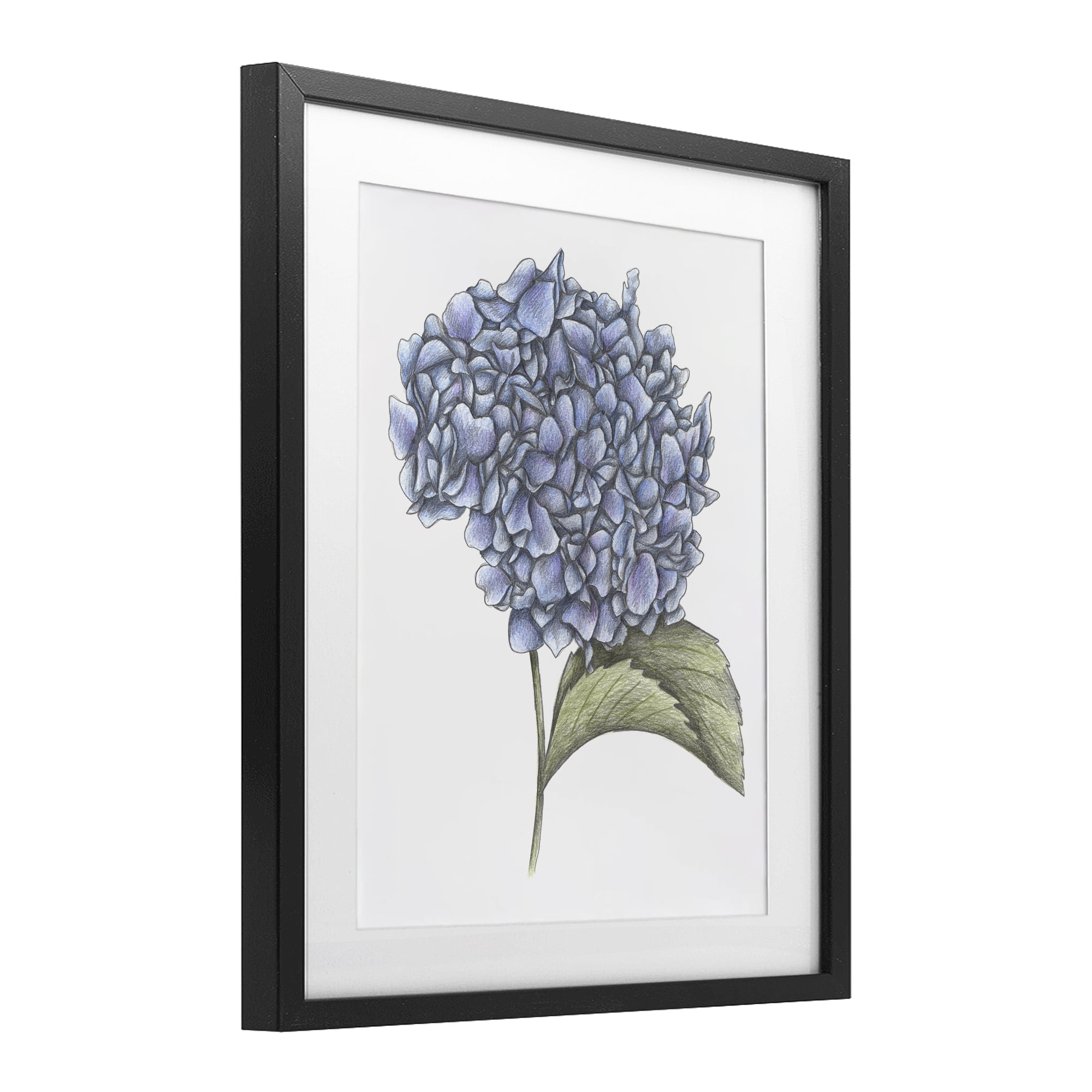 Hydrangea Sketch Blossom Black Framed Print Under Glass, design by Cecilia Battaini