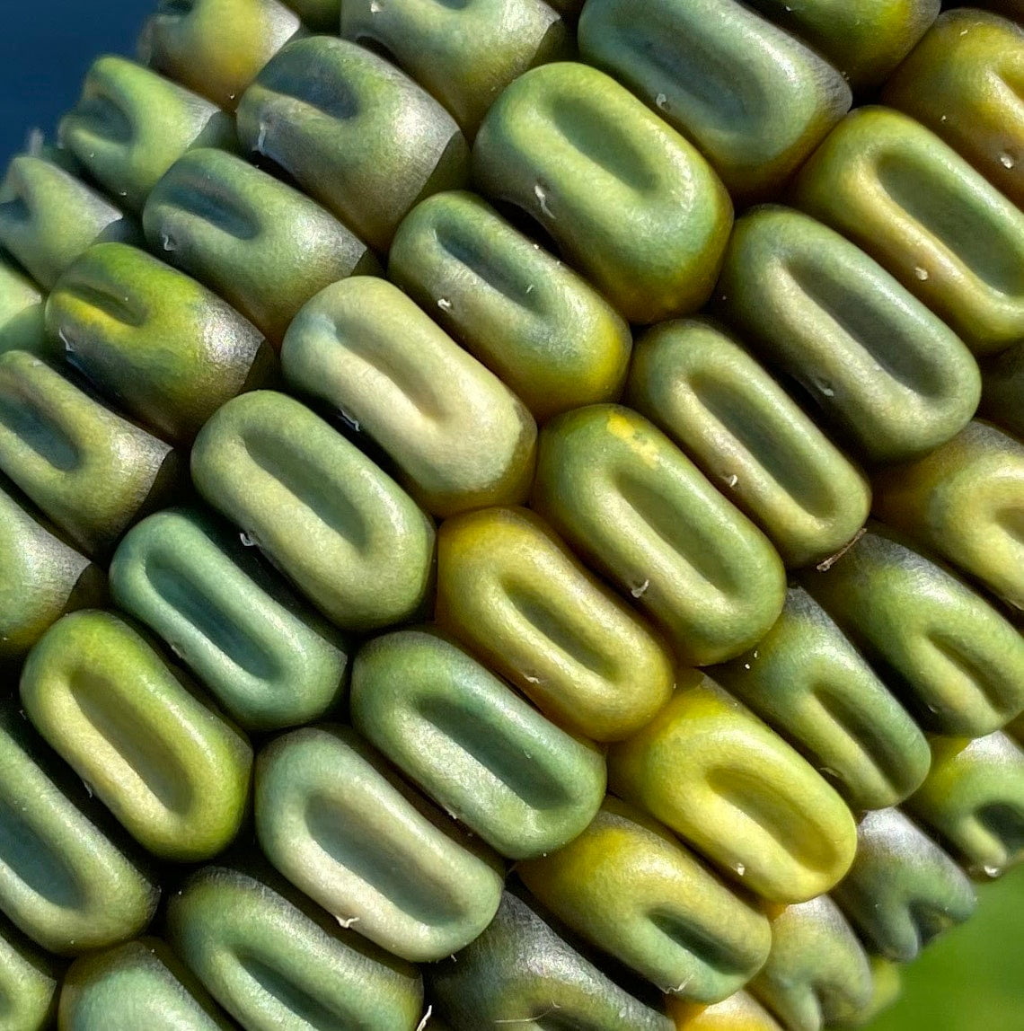 Oaxacan Green Corn Heirloom Mexican Grits Tamales Hominy Masa Cornmeal