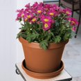 thumbnail image 3 of Bandeja Terratray de resina y terracota Planter Fiskars de 2 cm de alto y 10 cm de diámetro, 3 of 4