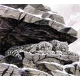 thumbnail image 2 of Unknown 16x15 Gold Ornate Wood Framed with Double Matting Museum Art Print Titled - Snow Leopards, 2 of 4