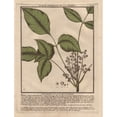 thumbnail image 2 of Poison Ivy, Toxicodendron Radicans Poster Print By ® Florilegius Mary Evans (18 X 24), 2 of 4