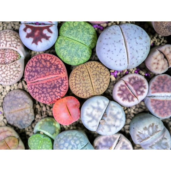 10 * Seeds LIVING STONE / LITHOPS Mixed Colors Pebble Houseplant Flower Seeds