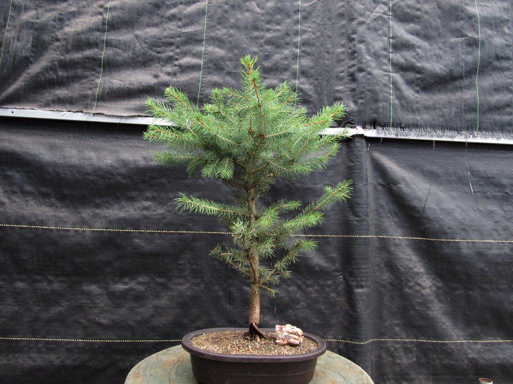 Blue Spruce Bonsai Tree - Walmart.com