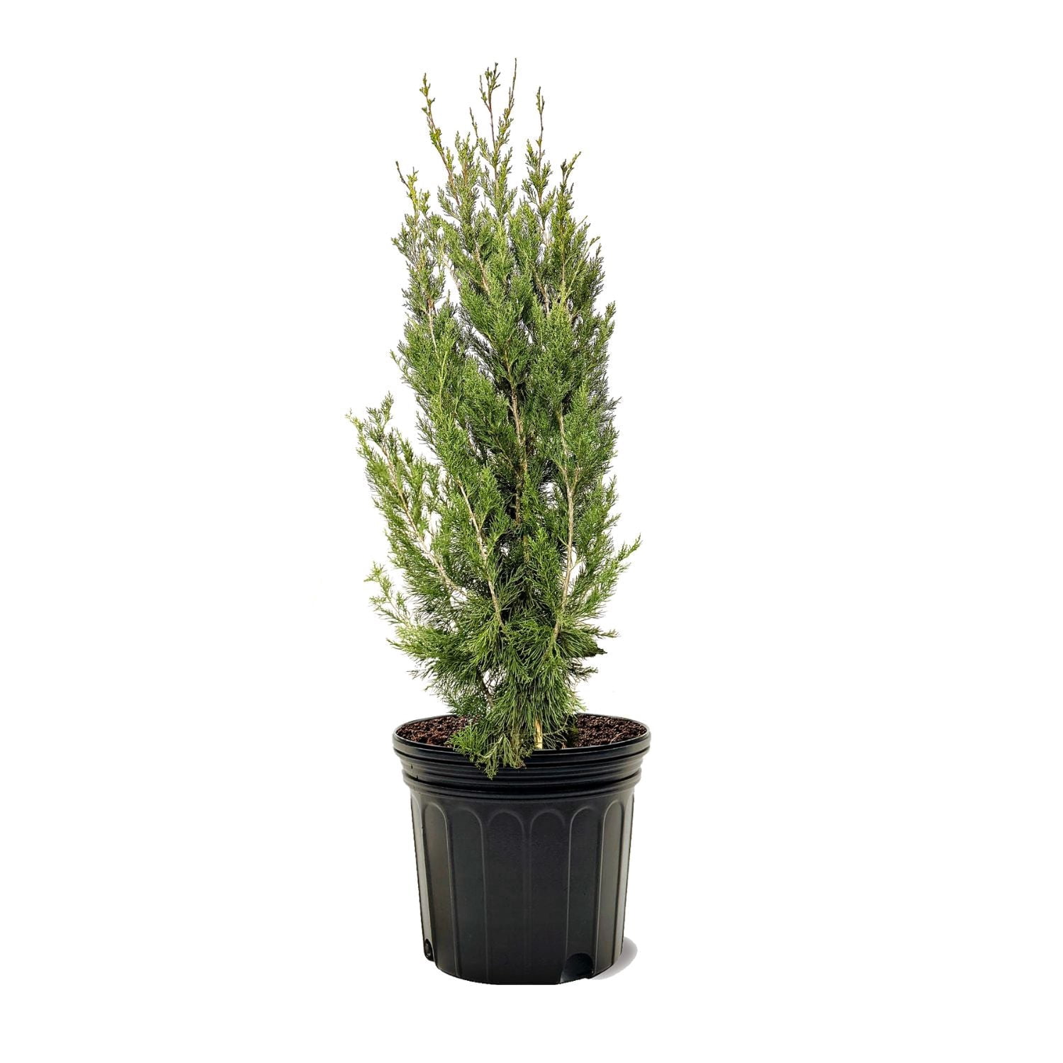 Hetzi Juniper 1 Live Gallon Size Tree Juniperus Chinensis Drought