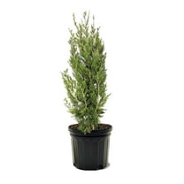 Expert Gardener 3-4 ft. tall Broodie Juniper Live Tree in 7- Gallon Grower Pot