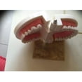 thumbnail image 5 of Modelo dental de demostración CHAO de PVC 9,2 x 7,5 x 5,1 cm, 5 of 5