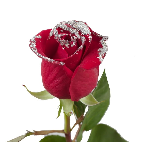 Roses 50 Stems of Red Farm Direct Fresh Cut Flowers with Hand Painted Silver Glitter on the Bloom Tips by Bloomingmore