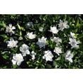 thumbnail image 3 of ( 1 ) - Summer Snow Gardenia - Starter Plant ( 4L ) - Evergreen - Fragrant White Flowers, 3 of 6