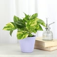 thumbnail image 2 of Live Golden Pothos Plant - Variegated Foliage - Low Light - 4" Decorative Pot Cover - Thorsen's Greenhouse, 2 of 5