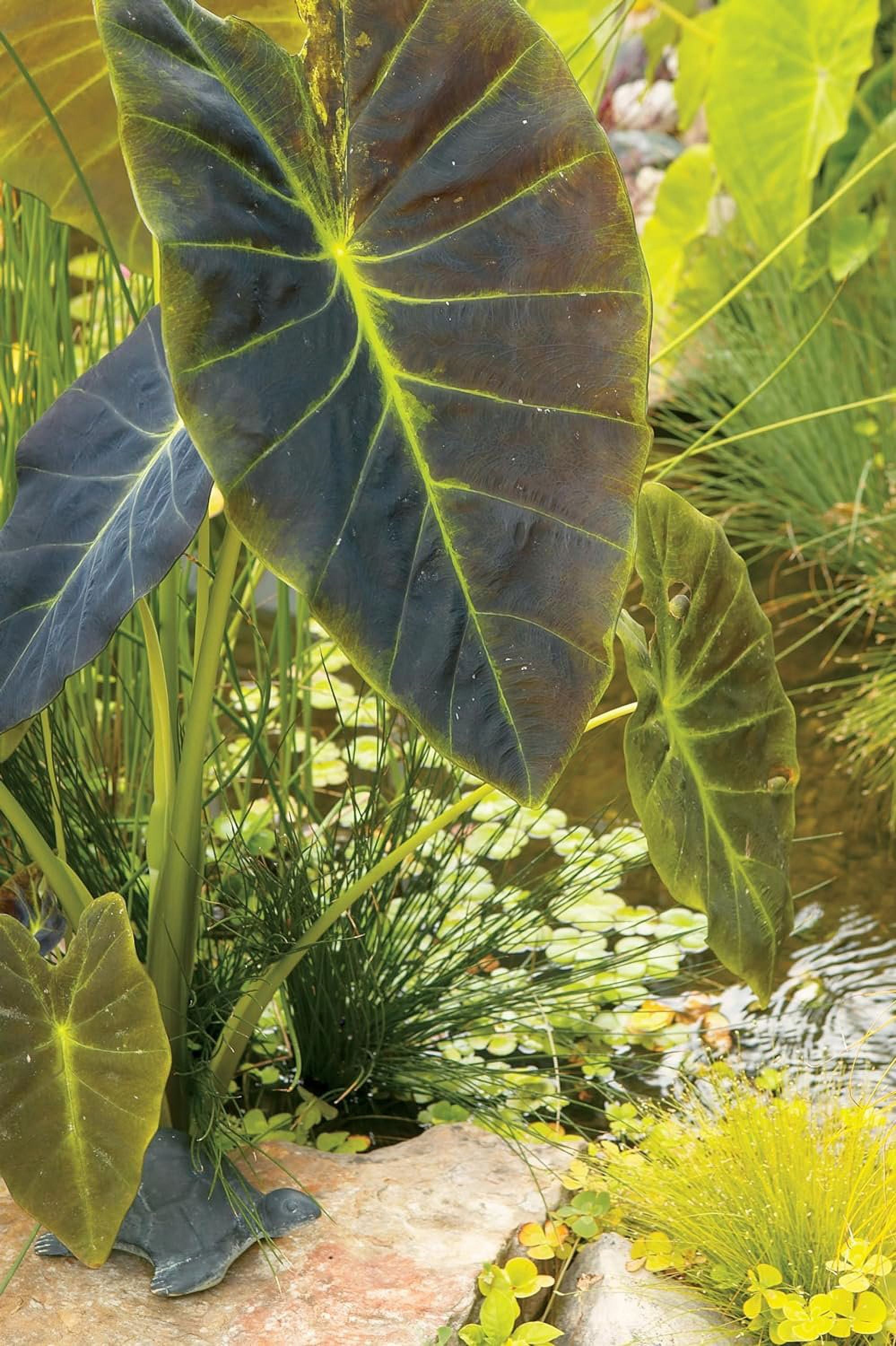 money plant for sale 6" HB CHINESE MONEY PLANT  Pandy's Garden Center