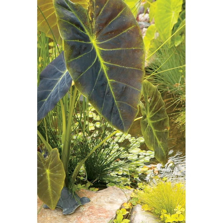 Illustris Colocasia - 4 Live Starter Plants - Colocasia Esculenta -  Beautiful Large Leaf Foliage Elephant Ear Starter Multipack - Walmart.com