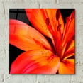 thumbnail image 4 of Epic Art 'Orange Flower on Black 02' by Tom Quartermaine, Acrylic Glass Wall Art, 12"x12", 4 of 8