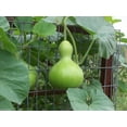 thumbnail image 4 of Giant Bottle Gourd Seed, Lagenaria leucantha var gourda,For ornamental use only.(25 Seeds), 4 of 4