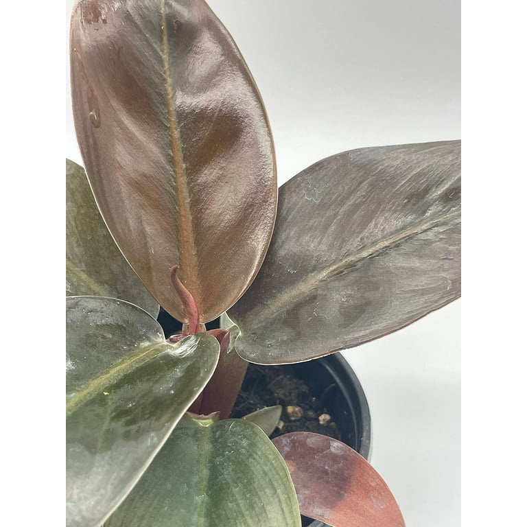 Blushing Philodendron, 4 inch, Red-Leaf Philodendron, Philodendron  erubescens - Walmart.com