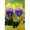 thumbnail image 2 of Rotenberg, Nancy 13x18 White Modern Wood Framed Museum Art Print Titled - Two Pansy Faces in Garden, 2 of 4