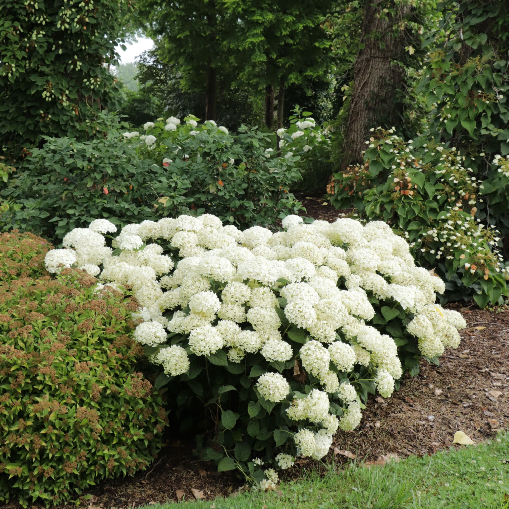 Proven Winners ColorChoice 5" Invincibelle Wee White 2.0 Smooth Hydrangea Live Plant in 4.5" Pot (4 Count)