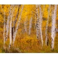 thumbnail image 2 of Gulin, Sylvia 30x26 Black Ornate Wood Framed with Double Matting Museum Art Print Titled - USA-Idaho-Highway 36 west of Liberty and hillsides covered with Aspens in autumn, 2 of 4
