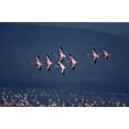 thumbnail image 4 of The Crimson Wing: Mystery of the Flamingos (Blu-ray + DVD), 4 of 5