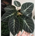 thumbnail image 5 of Black Velvet Alocasia Live Plant 4-7" Tall for Planting, Alocasia Reginula, Reginula Elephant Ear, Live Outdoor / Indoor Tropical Houseplant, Home / Office Decor, Easy Care, 5 of 5