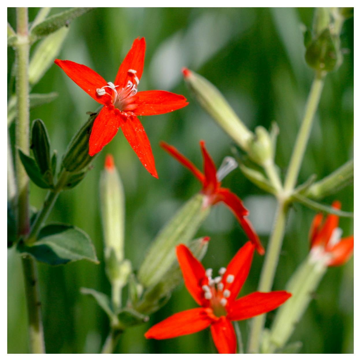 Everwilde Farms - 1 oz Royal Catchfly Native Wildflower Seeds - Gold 