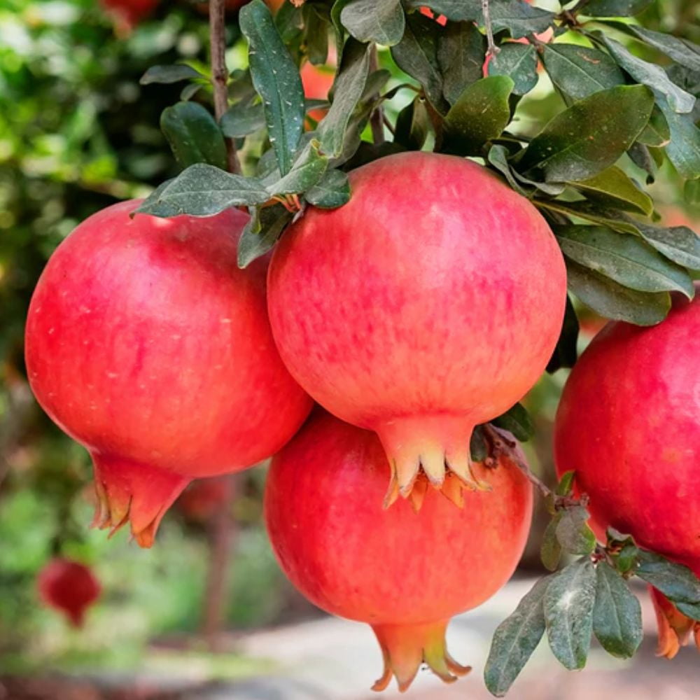 Expert Gardener 2-3 ft tall Parfianka Pomegranate Live Tree in 5-Gallon Grower Pot