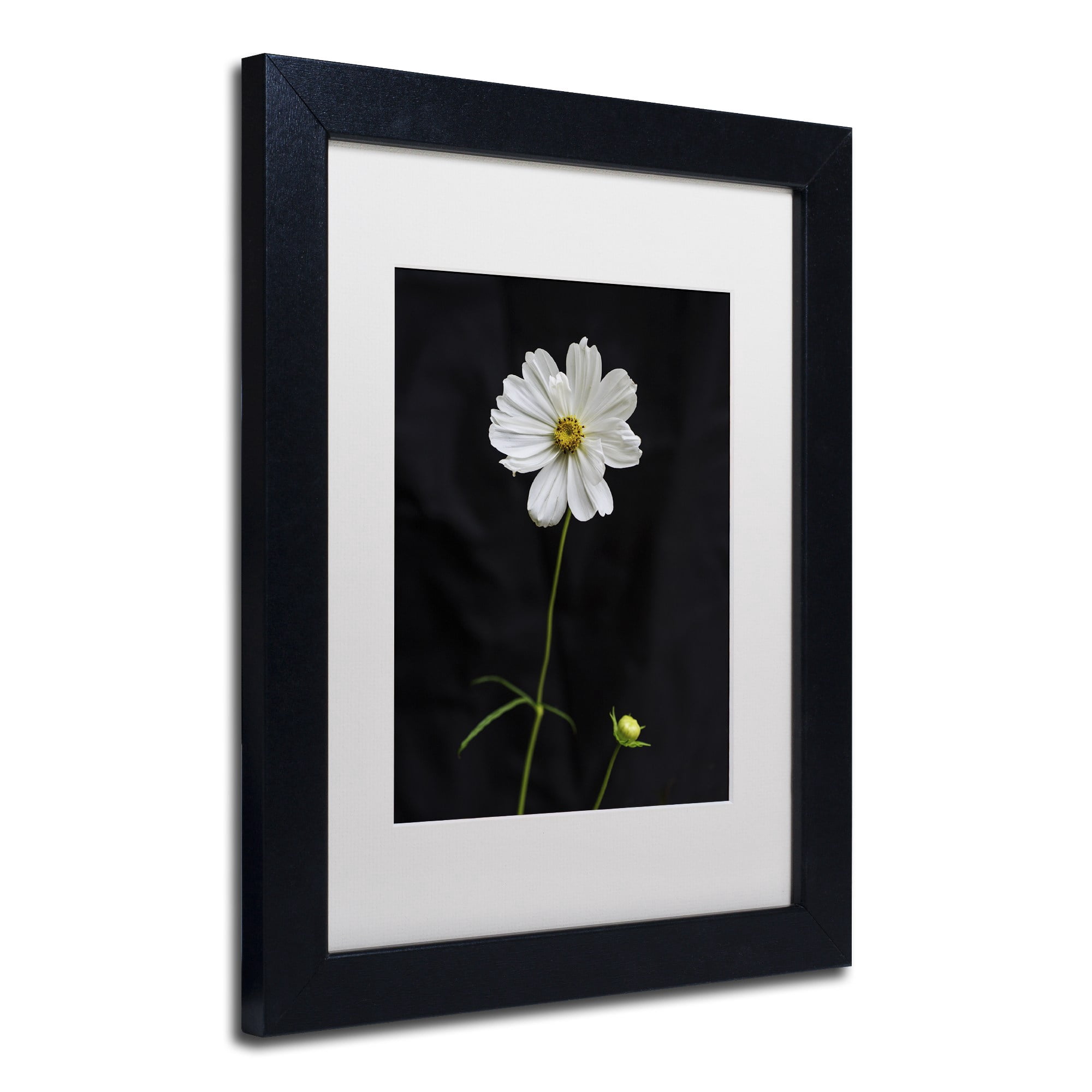 Trademark Fine Art "White Cosmos on Black" Canvas Art by Kurt Shaffer, White Matte, Black Frame