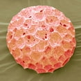 thumbnail image 2 of CafePress - Phlox Pollen, SEM Tote Bag - Unisex Canvas Tote Bag, Beige, 1-Piece, 2 of 6