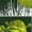 FOREST GREEN, variant on Shrek - Magazine Men's Short Sleeve Graphic T-Shirt
