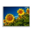 thumbnail image 2 of Stupell Industries Gorgeous Sunflower Field Summery Blue Clouds Sky Photograph Gray Framed Art Print Wall Art, Design by Steve Smith, 2 of 5